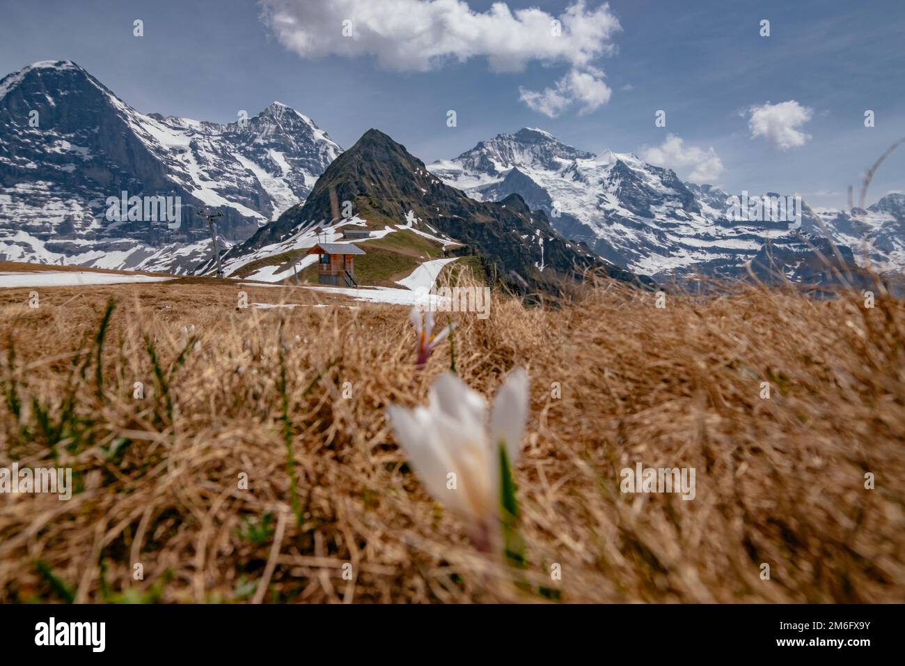 Panoramic alpine view of Eiger MÃ¶nch and Jungfrau fwith spring flowers