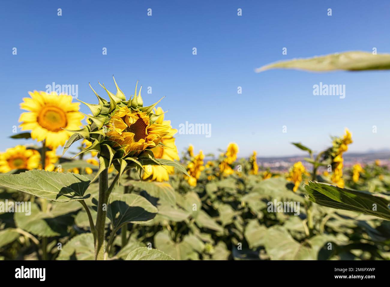 Beautiful sunflower in agricultural field hi-res stock photography and ...
