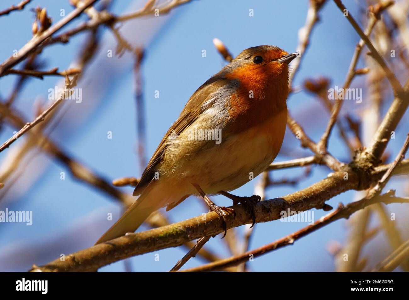 British icon bird the robin hi-res stock photography and images - Alamy