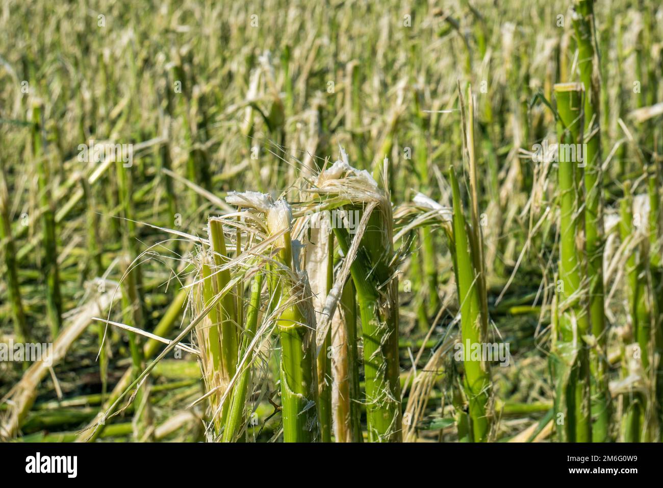 Hail damage and heavy rain destroys agriculture Stock Photo - Alamy