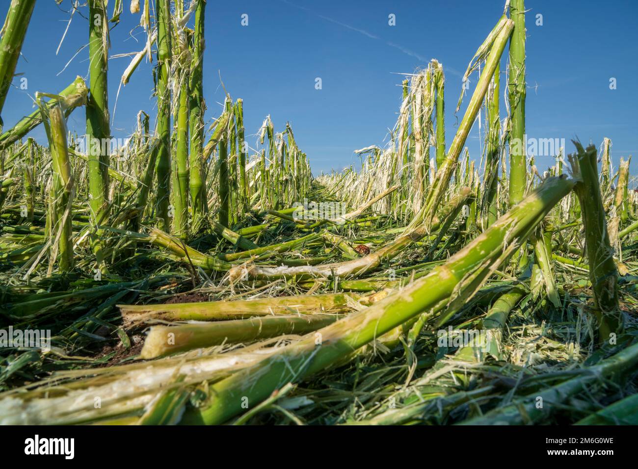 Hail damage and heavy rain destroys agriculture Stock Photo - Alamy