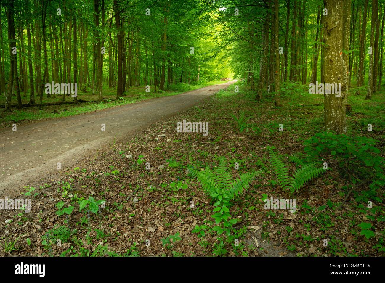 Dirt road through green deciduous forest, spring day Stock Photo