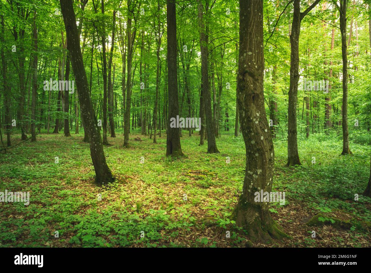 Mysterious spring green deciduous forest, Zarzecze, Poland Stock Photo