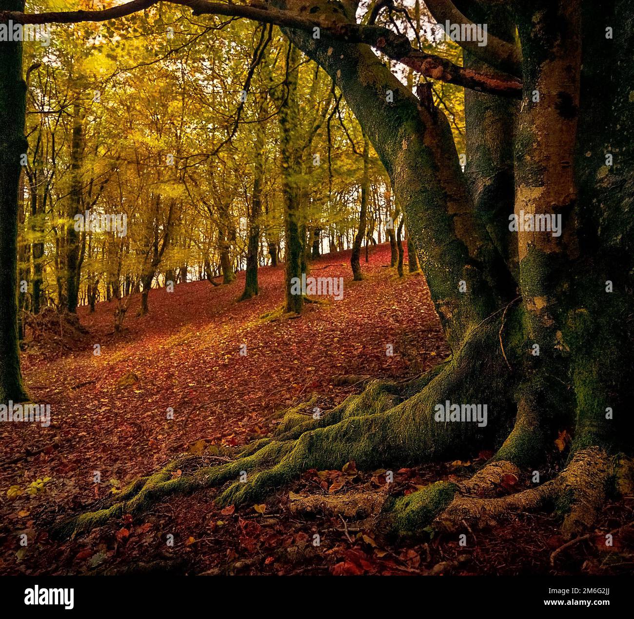Forest in autumn Stock Photo - Alamy