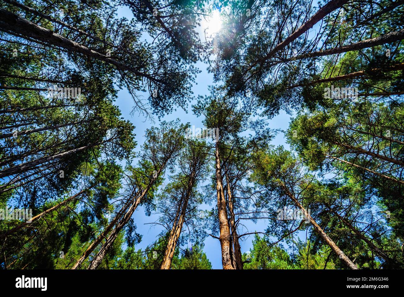 Natural forest background Stock Photo - Alamy