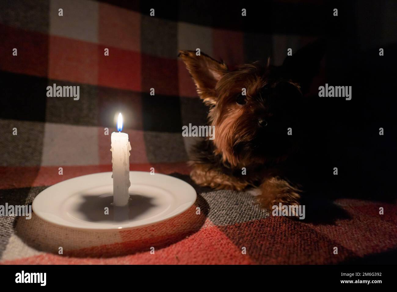A small dog lies in a dark room by the light of a candle (close-up). Blackout. Energy crisis. Destruction of infrastructure. Power outage concept Stock Photo