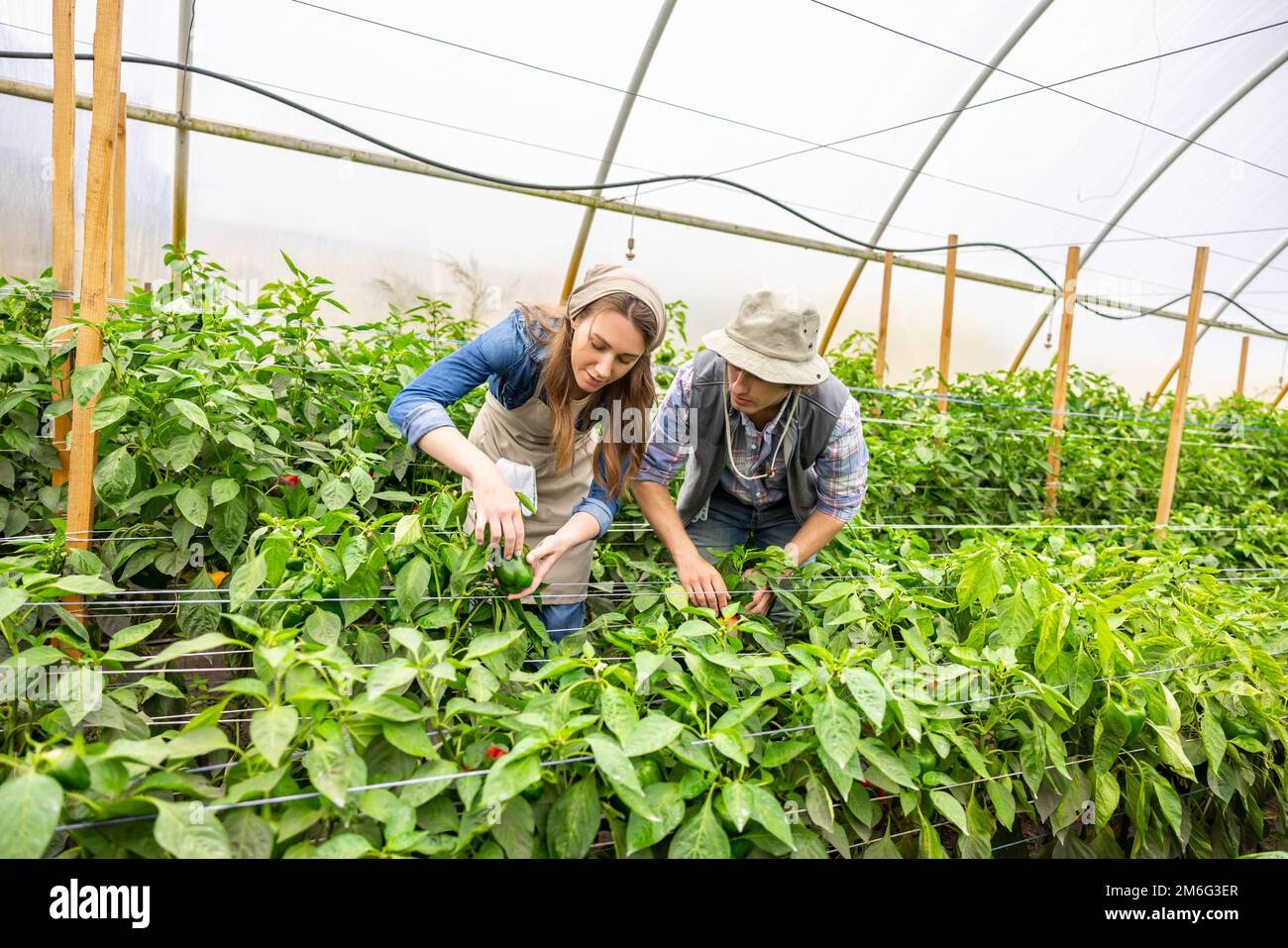 Two agriculturists busy working in a hothouse ( Stock Photo