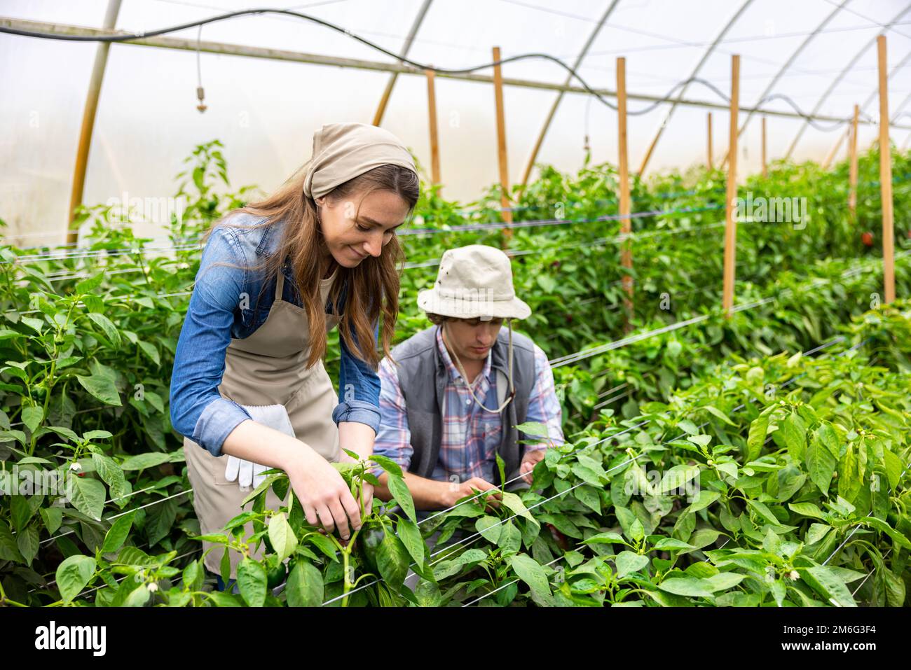 Vegetable growers working together in the greenhouse Stock Photo Alamy