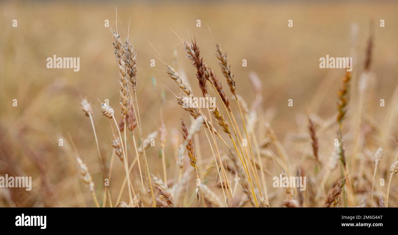 Ears of wheat or rye growing in the field at sunset Close-up. Stock Photo