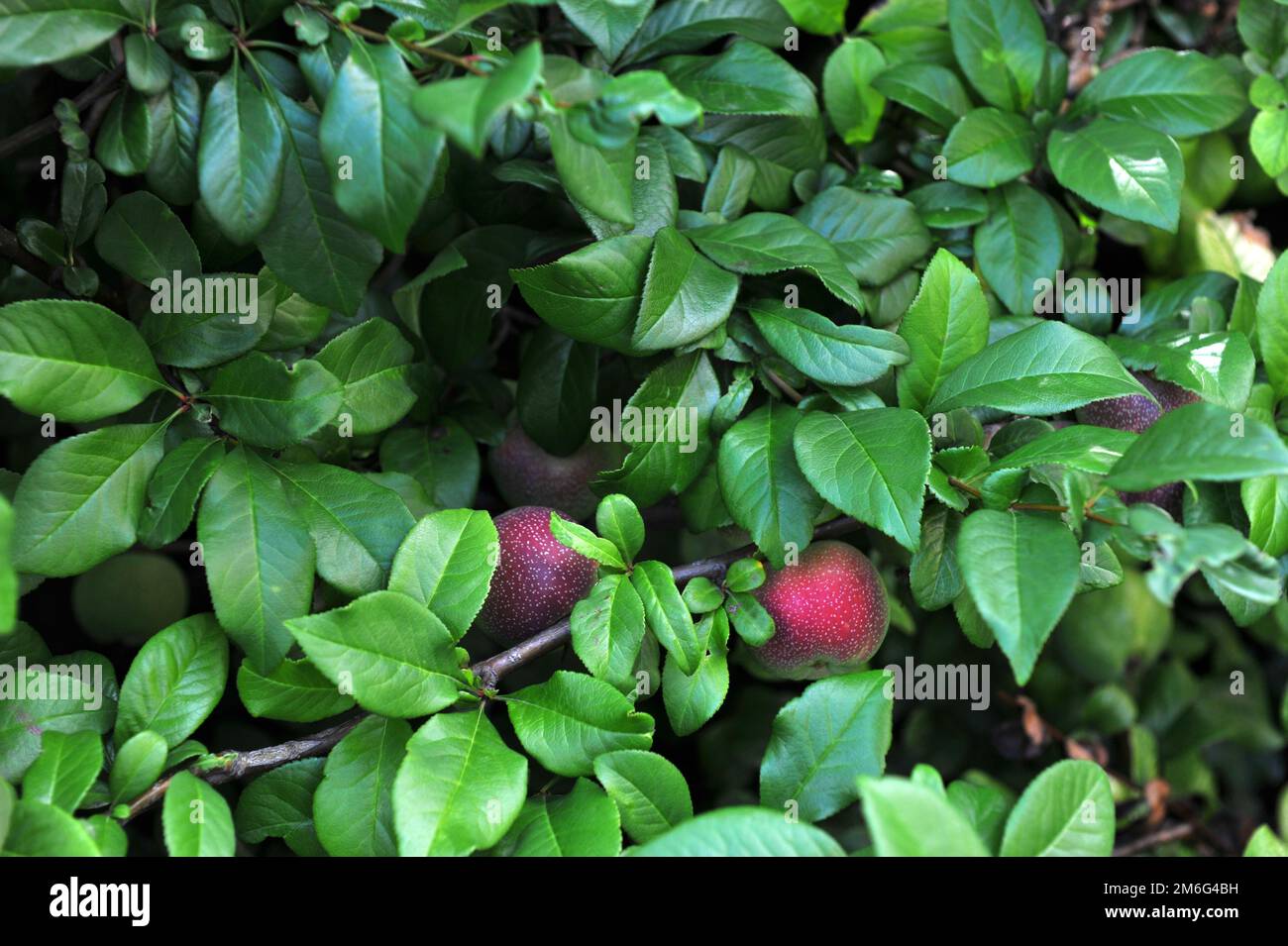 Crabapple Stock Photo