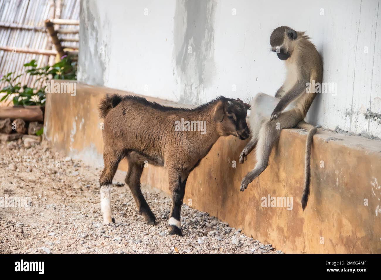 The monkey and the Goat as pets and friends in African village Stock