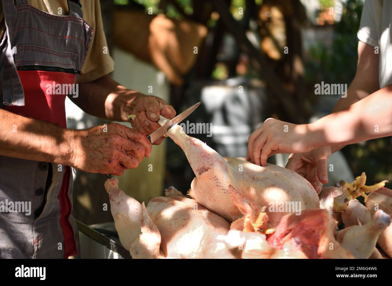 Home slaughter for chickens raised for meat traditionally in the ...