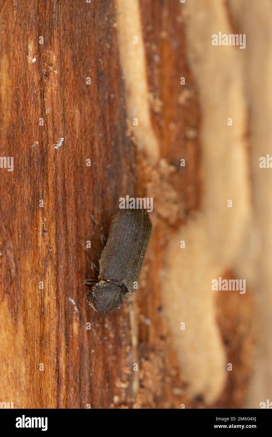 Cacotemnus thomsoni on fir wood, closeup photo Stock Photo