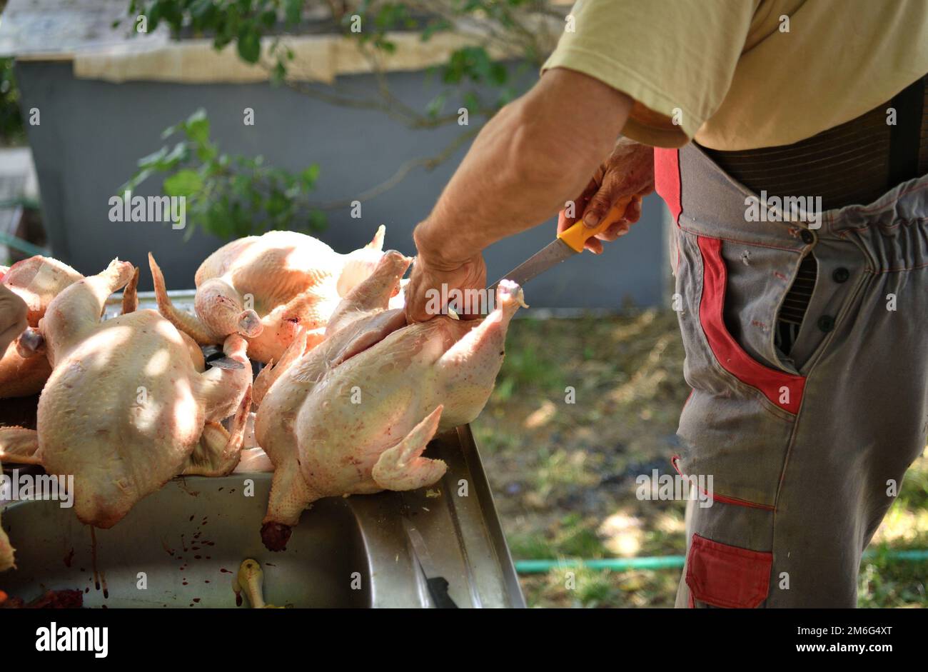 Home slaughter for chickens raised for meat traditionally in the ...