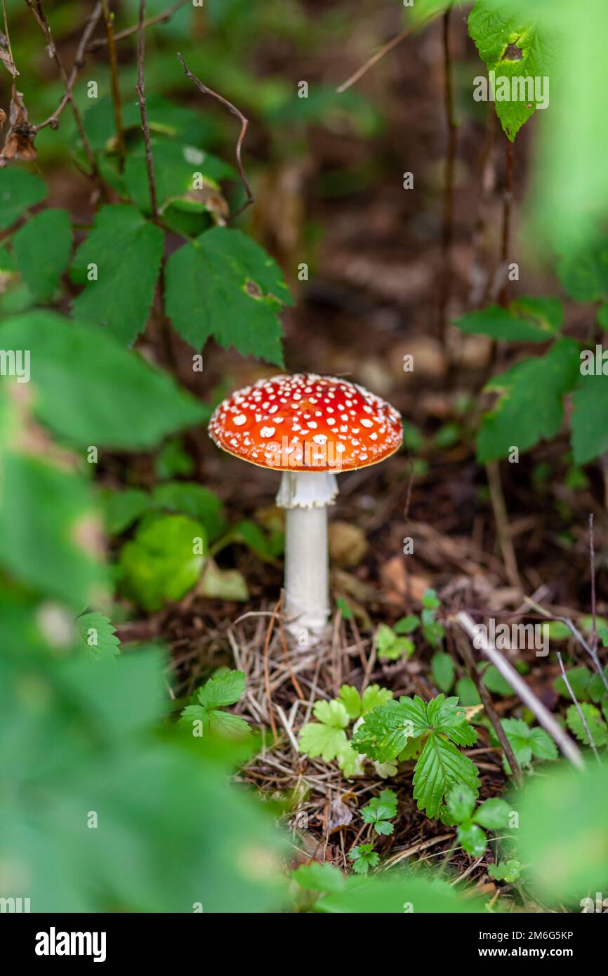An inedible mushroom is a red fly agaric near a tree close-up. Stock Photo