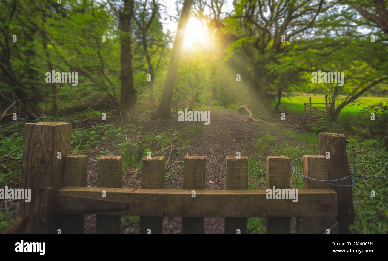 View sun rays shining on the forest path with an old wooden fence Stock ...