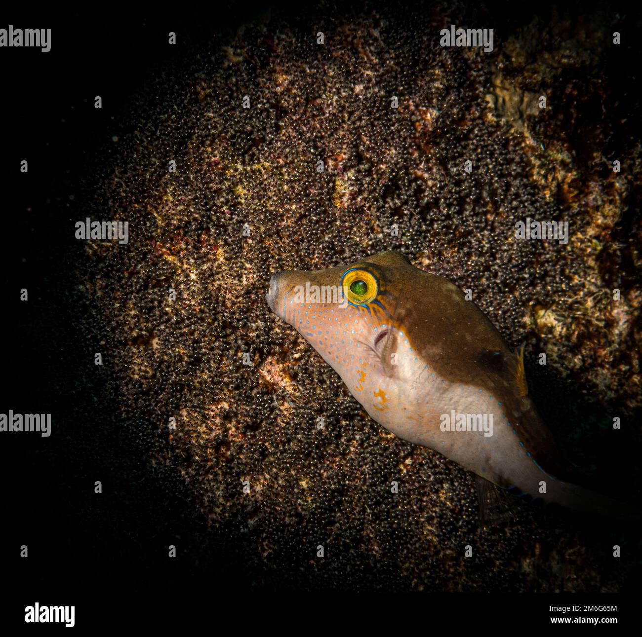 A sharpnose pufferfish (Canthigaster rostrata) eyes the eggs of a