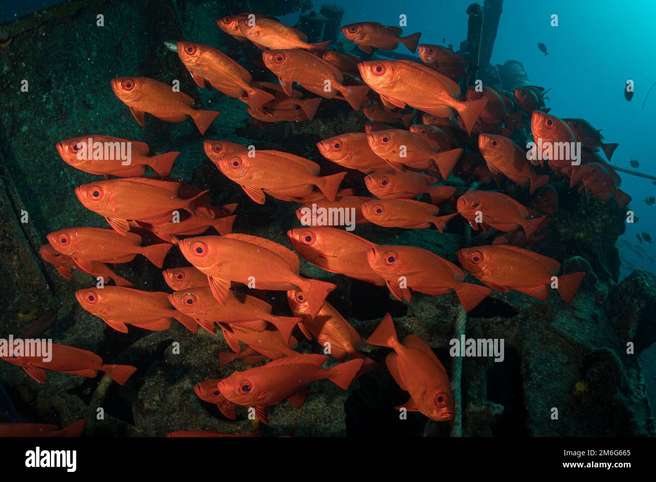 Glasseye snappers (Heteropriacanthus cruentatus) on the Carib Cargo