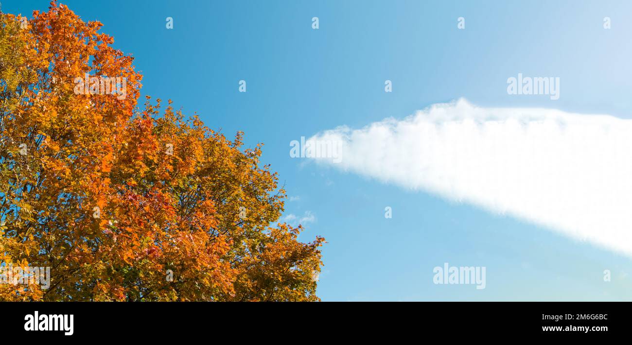 Banner with multicolored clones on a blue sky background, a place for text, autumn landscape Stock Photo