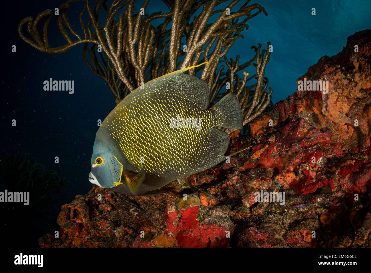 French angelfish (Pomacanthus paru) on the reef off the Dutch Caribbean island of Sint Maarten Stock Photo