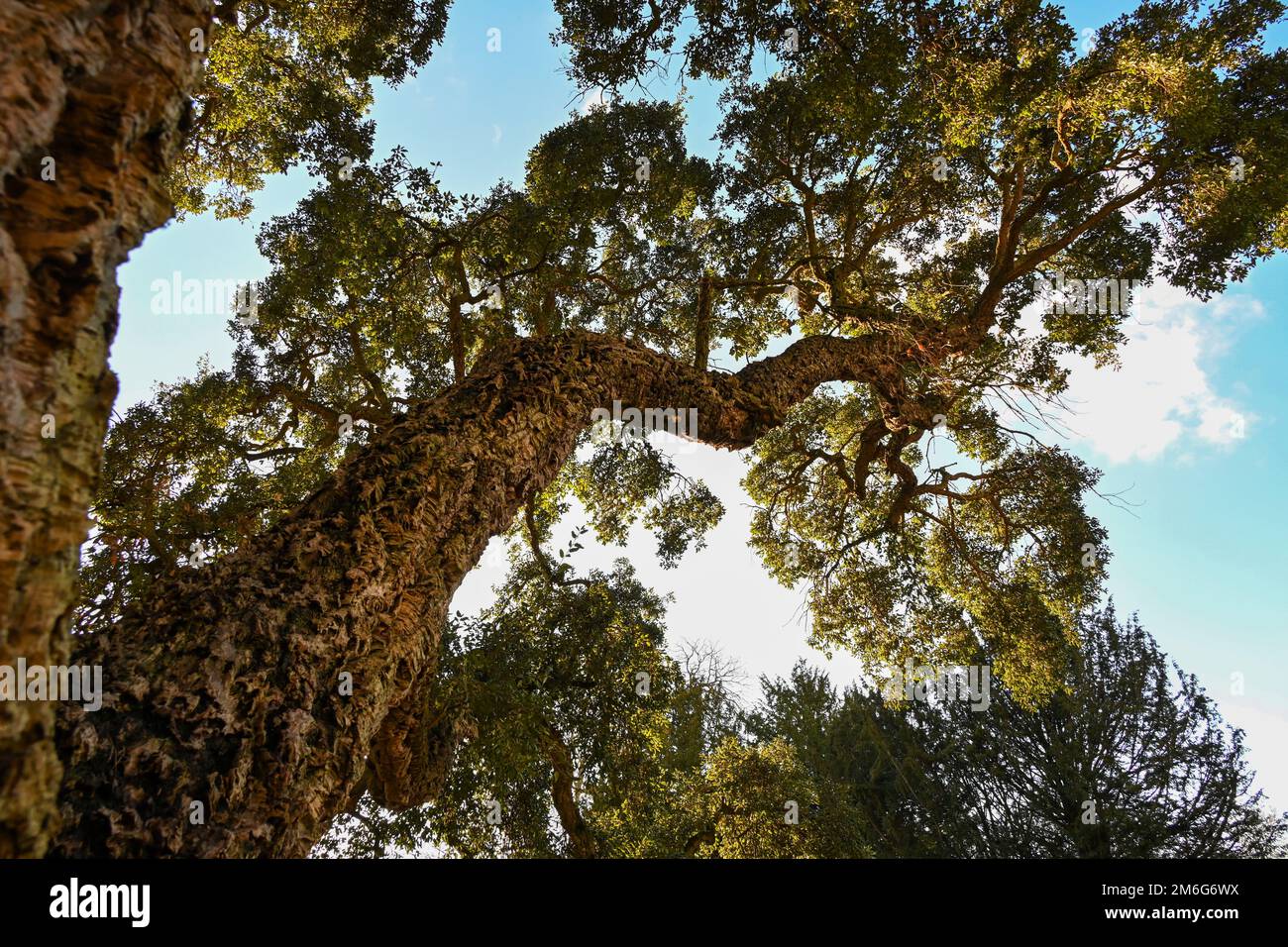 English Cork Oak Tree, Quercus Suber view looking up into its branches