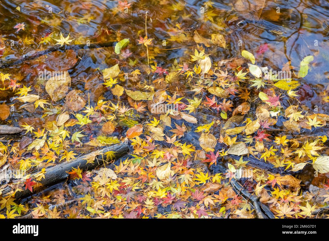 Autumn leaves closeup on the lake Stock Photo