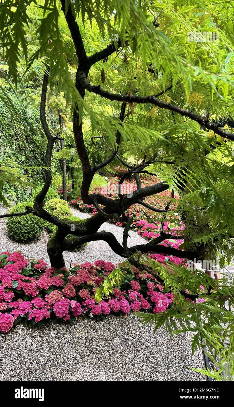 Tree in a botanical garden at lake garda in italy Stock Photo