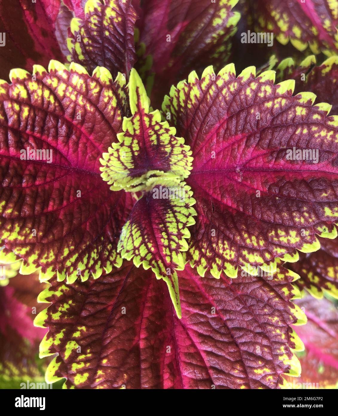Macro close up shot black hi-res stock photography and images - Alamy