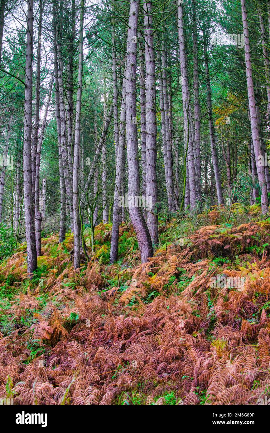 Coniferous trees growing on a steep bank covered with bracken turning