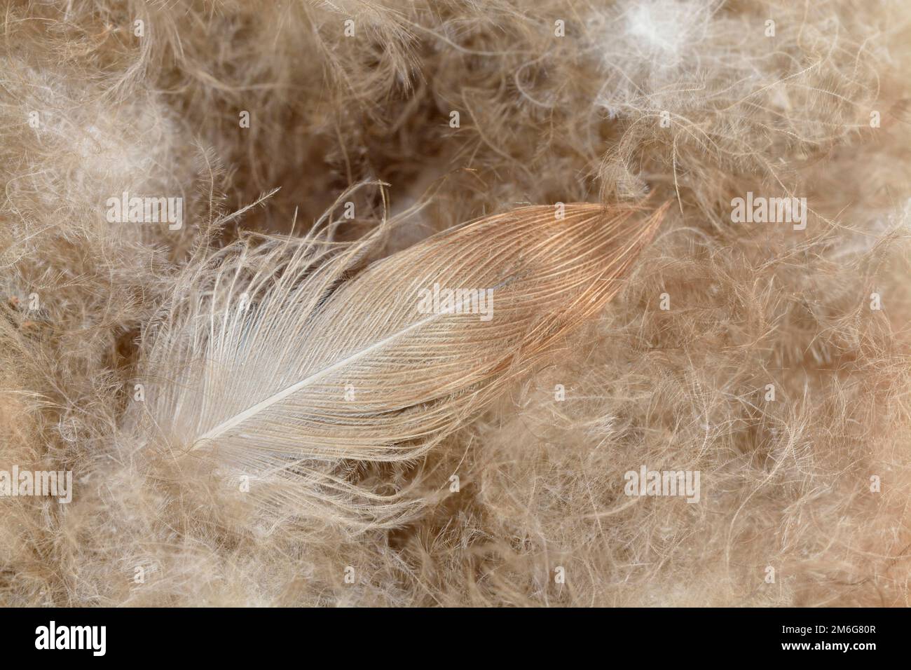 Soft duck down feathers hi res stock photography and images Alamy