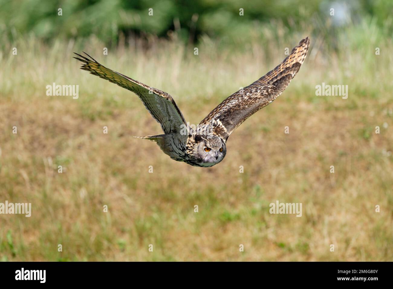 European Eagle Owl (Bubo bubo) falconers bird flying in falconry