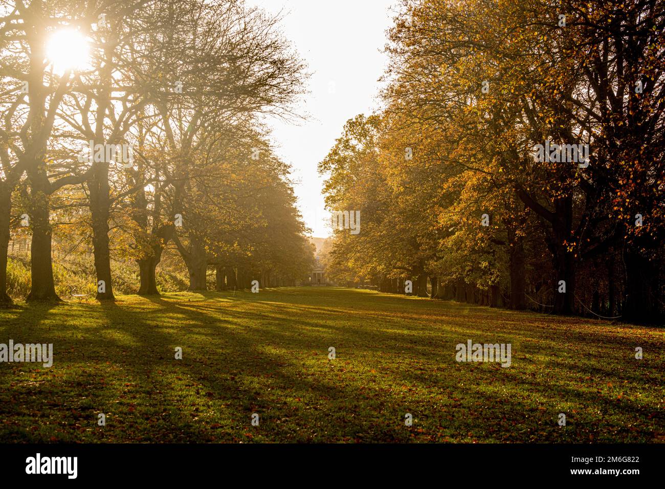 Tree line avenue looking toward the chapel at Gibside, illuminated with Autumn sunlight creating long shadows. Tyne and Wear. UK. Stock Photo