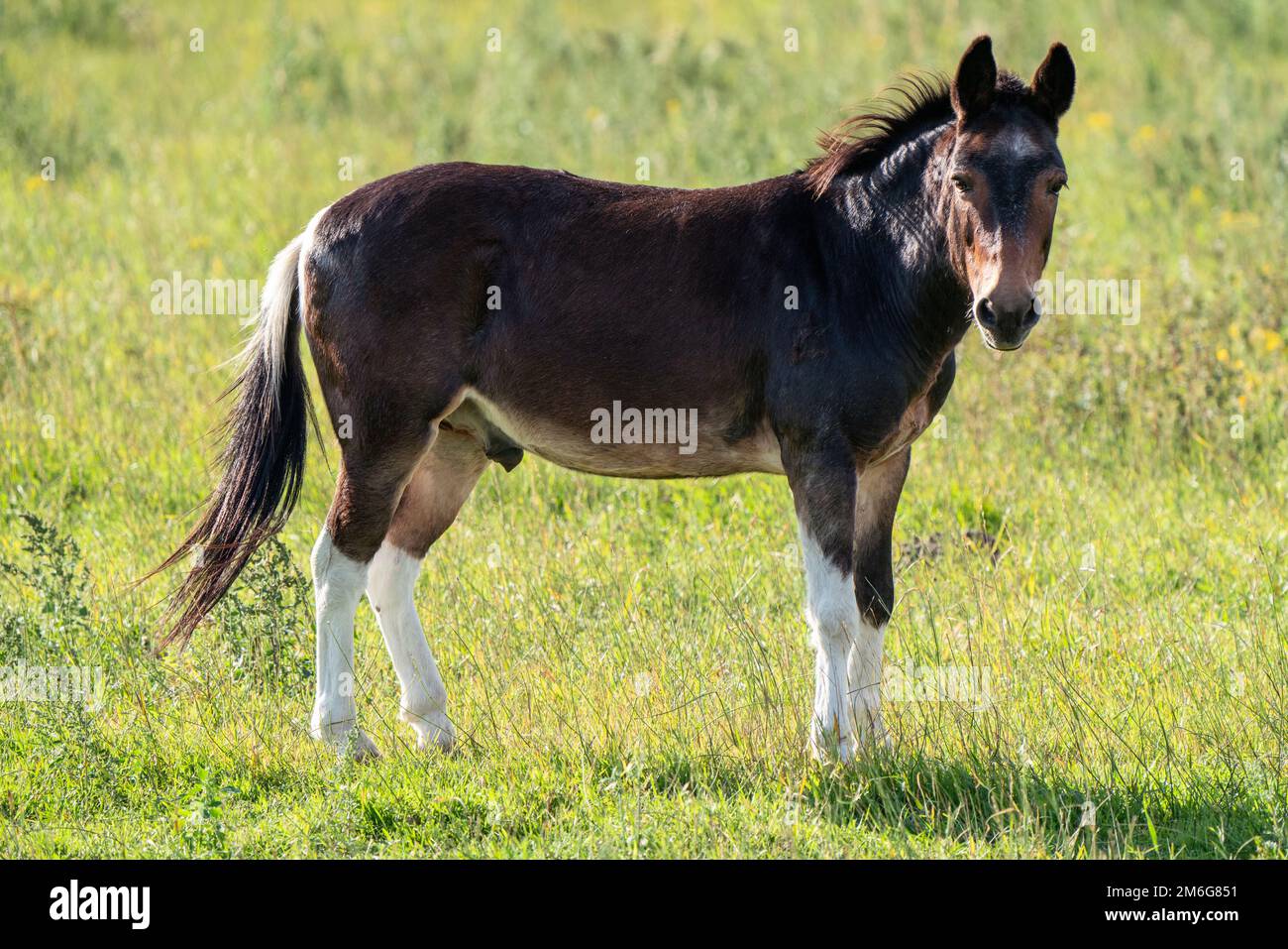 young-male-horse-stock-photo-alamy