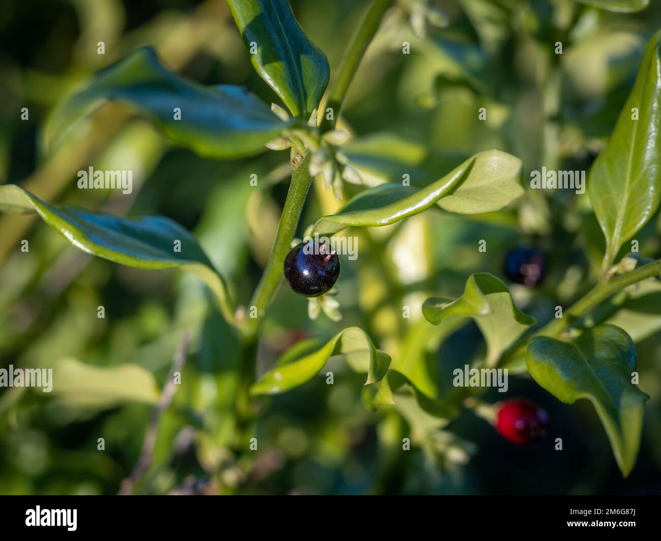 Glossy black berry of Sarcococca confusa growing in a UK garden in winter. Stock Photo