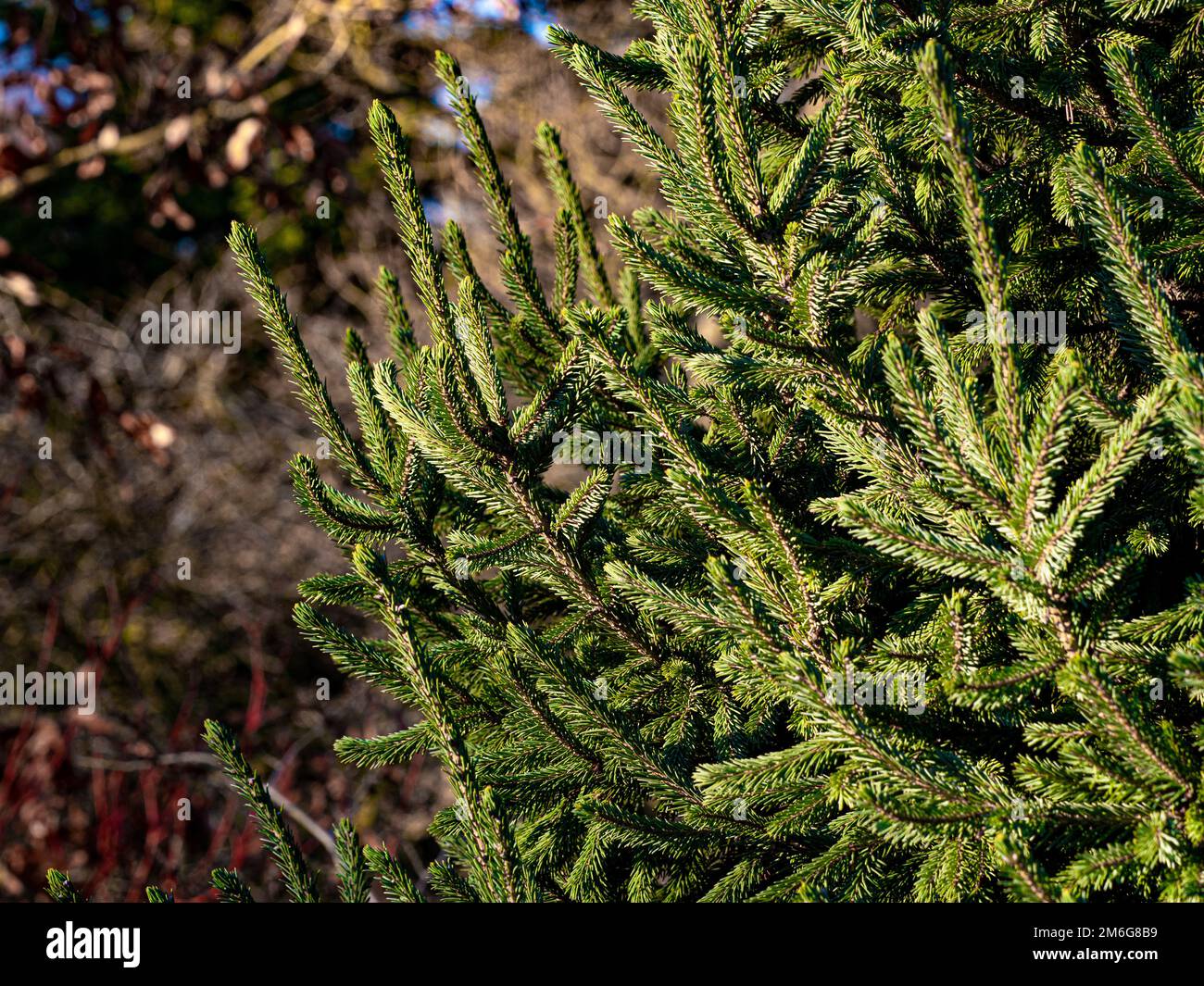 Closeup of a Norway Spruce tree with its needle covered branchlets growing in a UK garden. Stock Photo