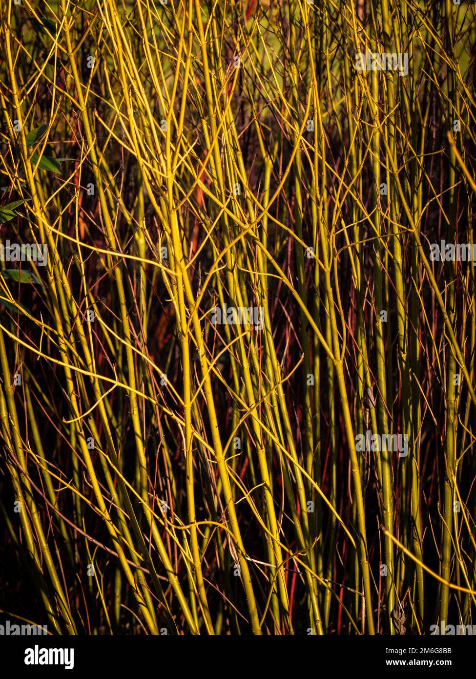 Sunlit yellow-green stems of Cornus sericea 'Bud's Yellow' growing in a UK garden in winter. Stock Photo