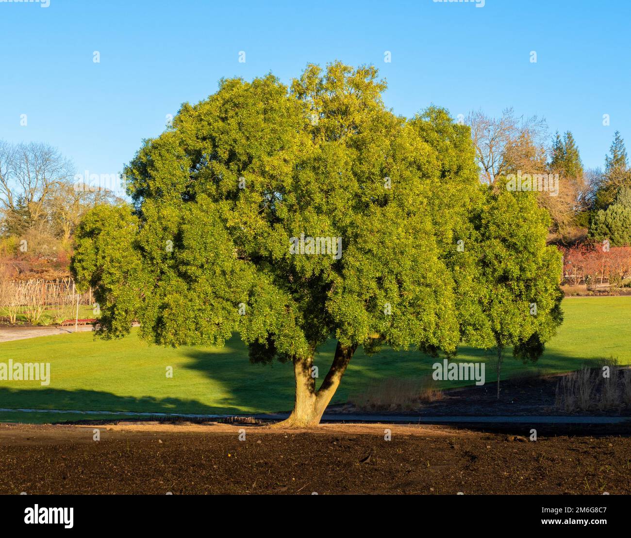Evergreen tree growing in a UK garden Stock Photo Alamy