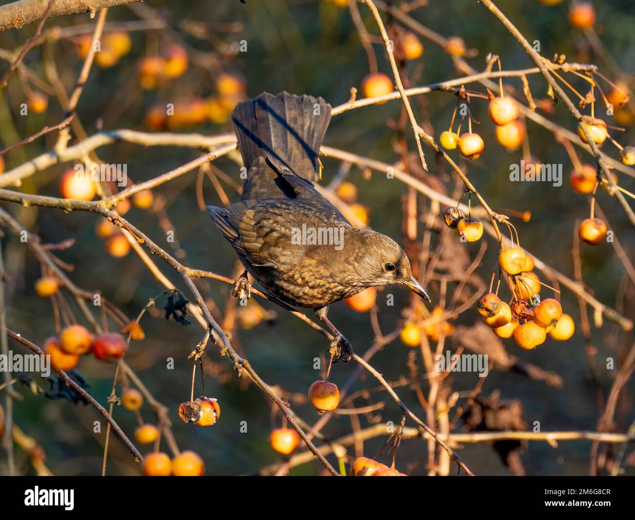 Female Blackbird perched on the branch of a Crab Apple tree laden with fruit in a UK garden, in winter. Stock Photo