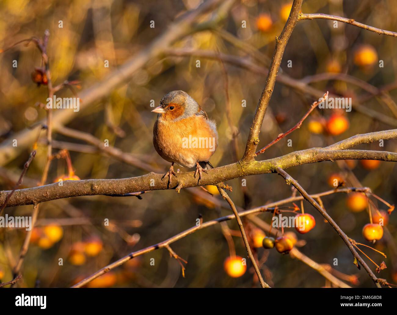 Male chaffinch perched on the branch of a Crab Apple tree laden with fruit in a UK garden, in winter. Stock Photo