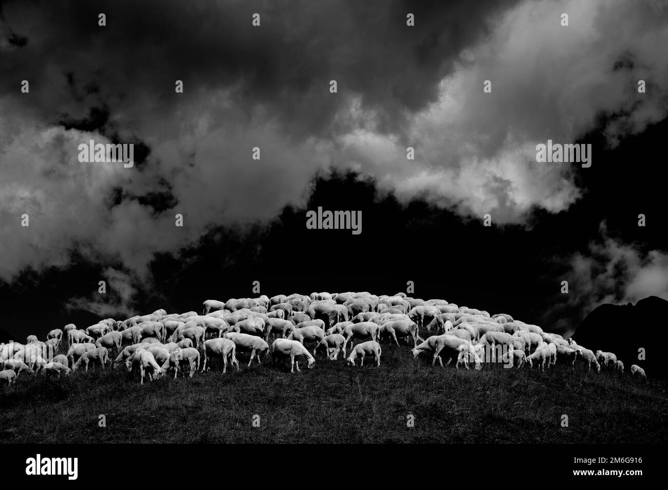 Flock of sheep forms the outline of a curve on top of a hill under a cloudy sky Stock Photo