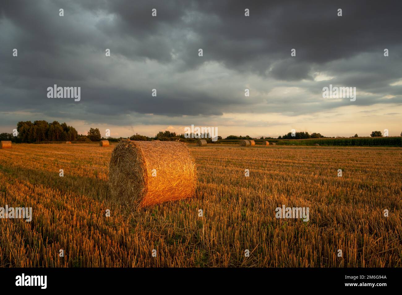 Round hay bale in the field and cloudy sky Stock Photo - Alamy