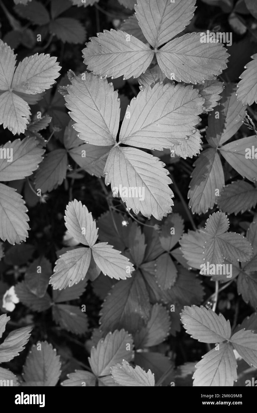 Leafy green summer strawberry plants growing in the kitchen garden in a ...