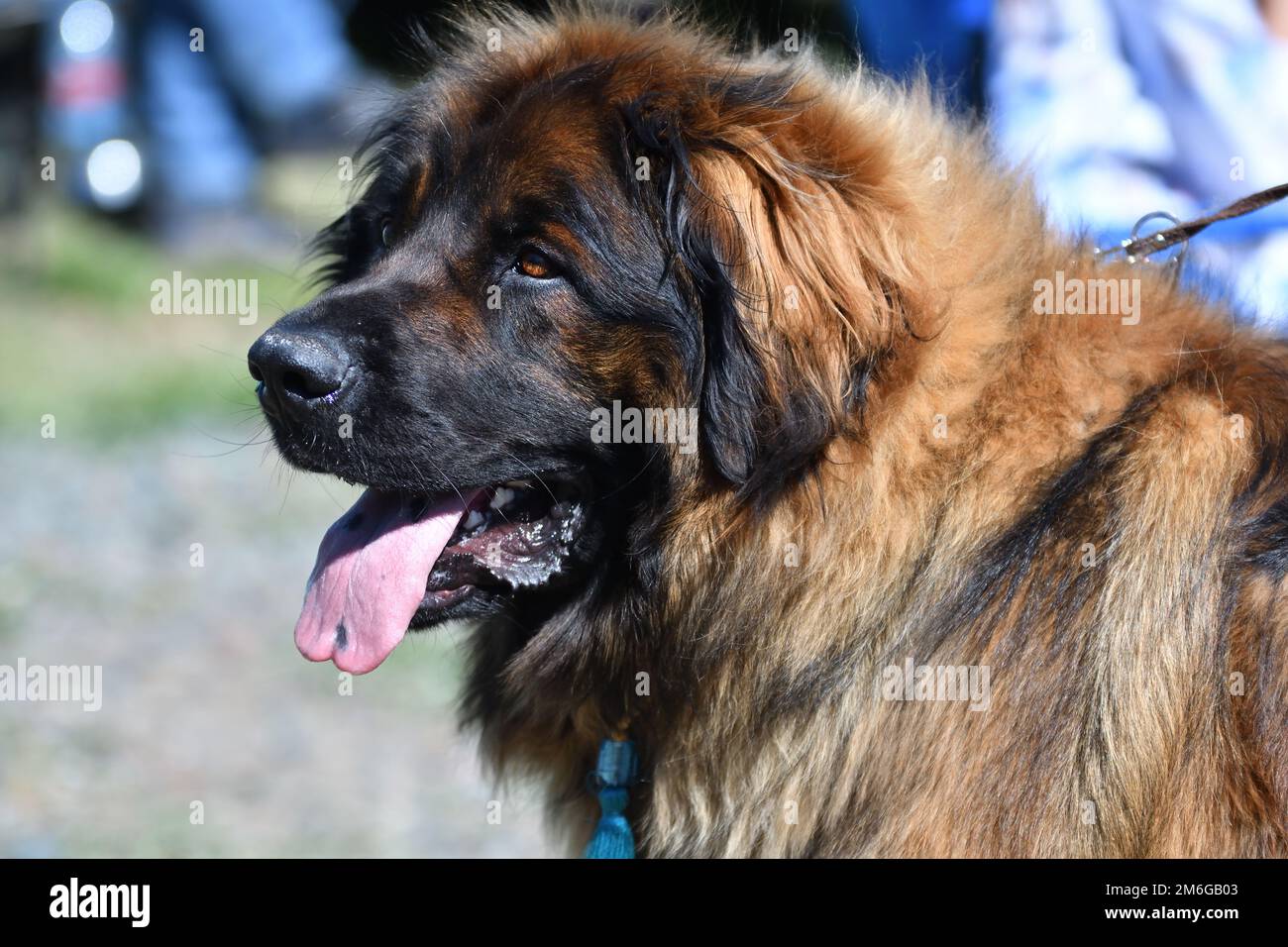 Caucasian shepherd dog hi-res stock photography and images - Alamy