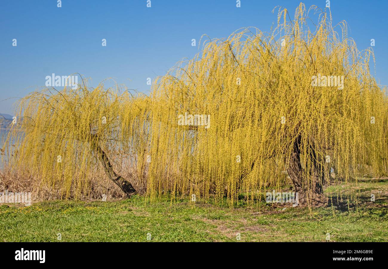 Weeping willow 'Salix alba Tristis' Lake Constance shore Reichenau Island Stock Photo