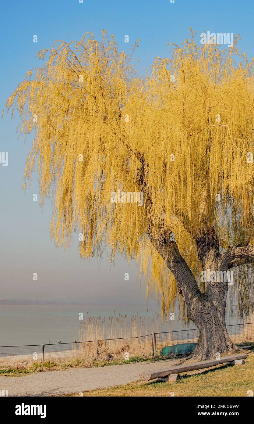 Weeping willow 'Salix alba Tristis' Lake Constance shore Reichenau Island Stock Photo