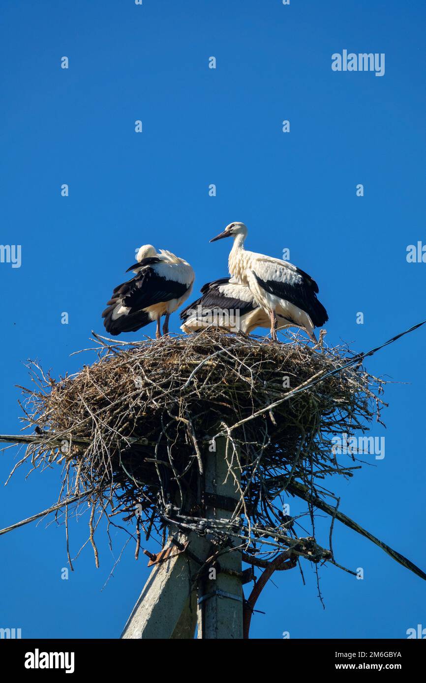Three white stork Chicks in the nest. Stock Photo