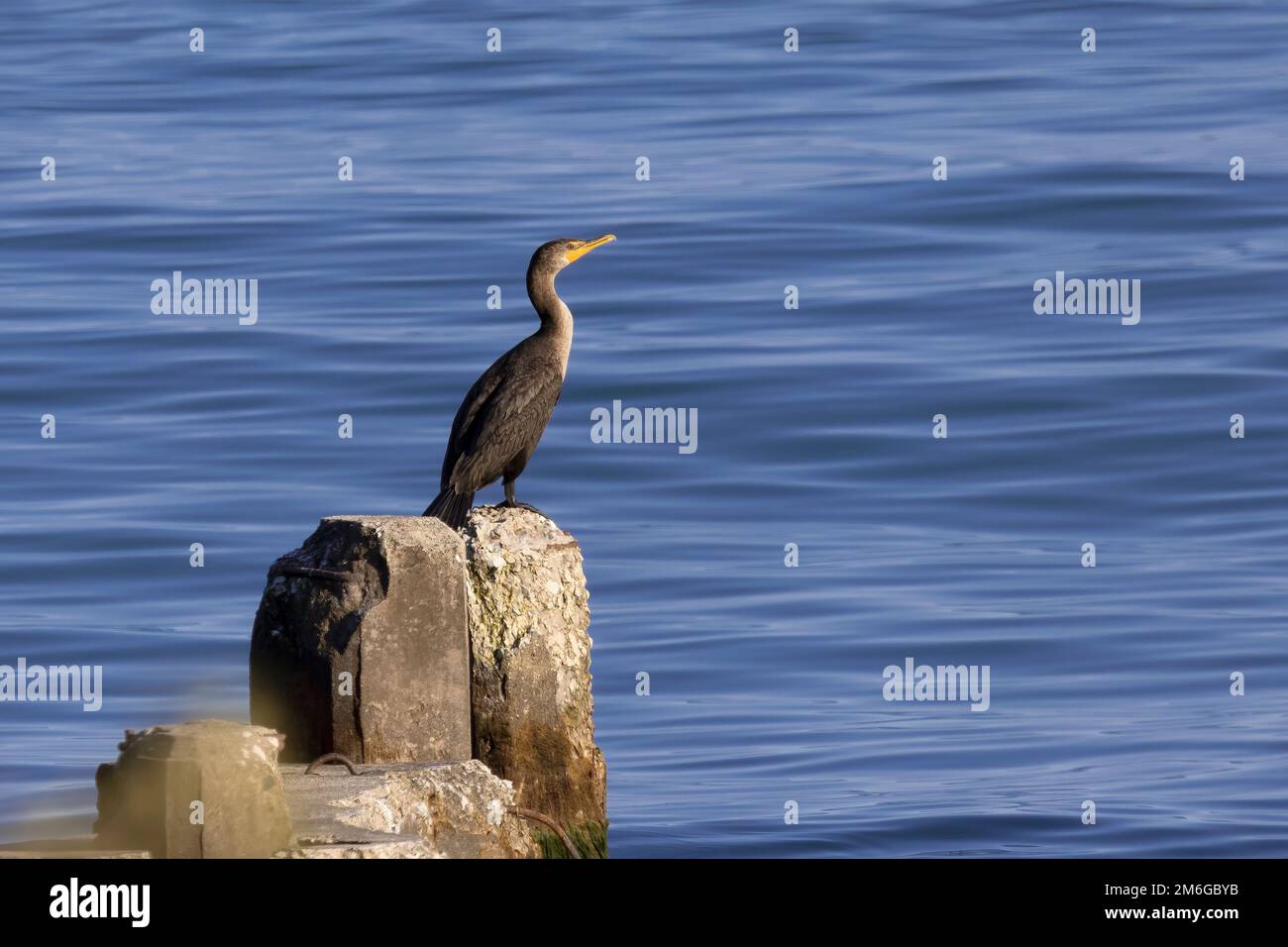 The double-crested cormorant (Nannopterum auritum) Stock Photo