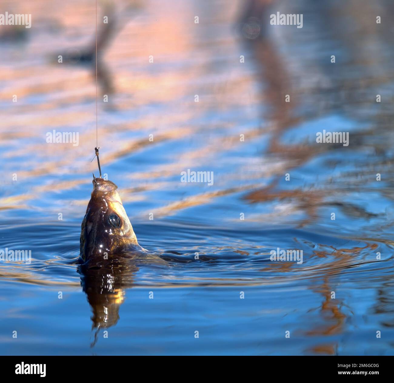 Catching fish with fishing line for bottom fishing in the village on the  small northern river in the spring - sportfishing. Eurasian Ruff fishing.  Pho Stock Photo - Alamy