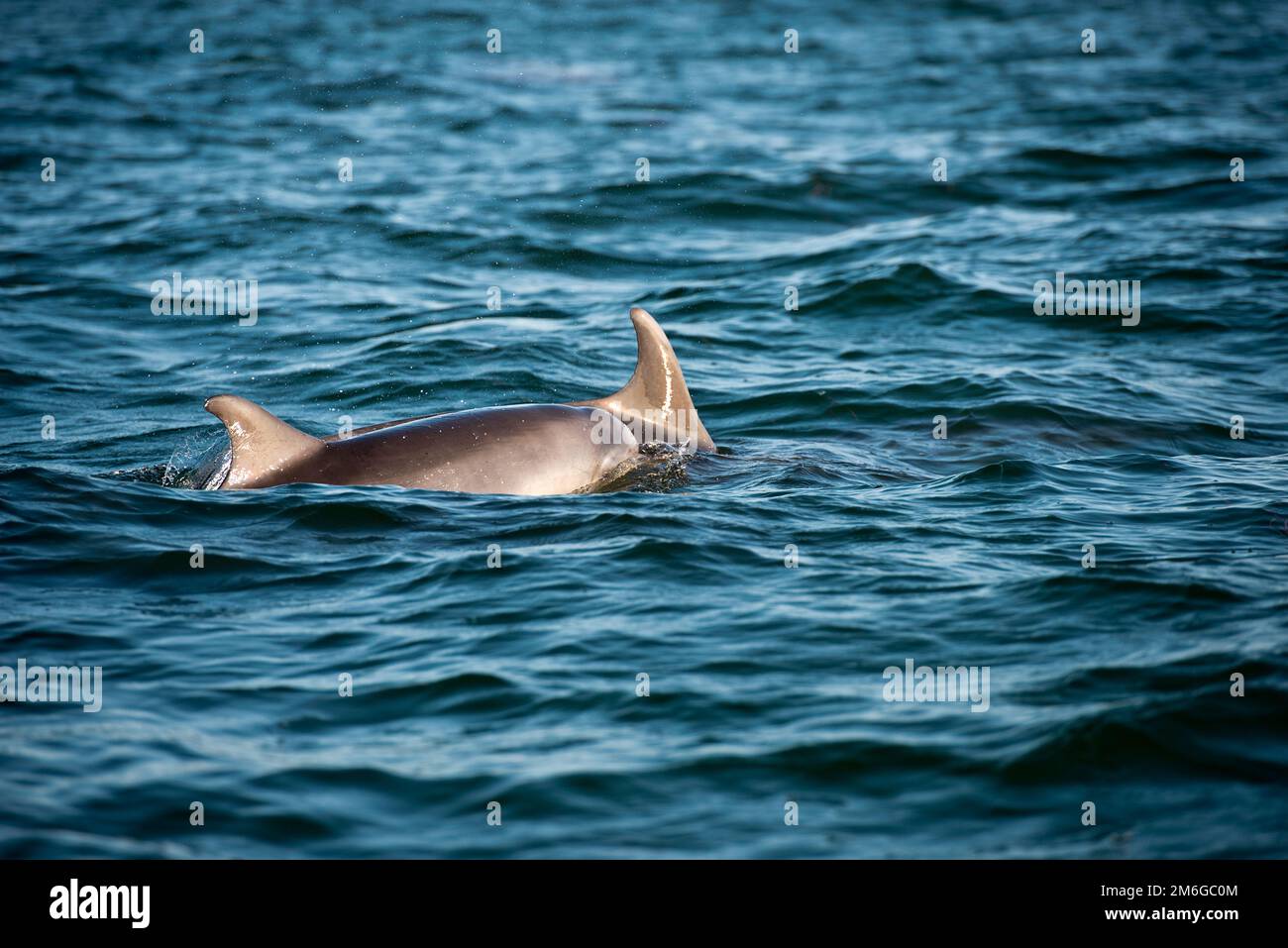 Two bottlenose dolphins (Tursiops truncatus) in the wild Stock Photo ...