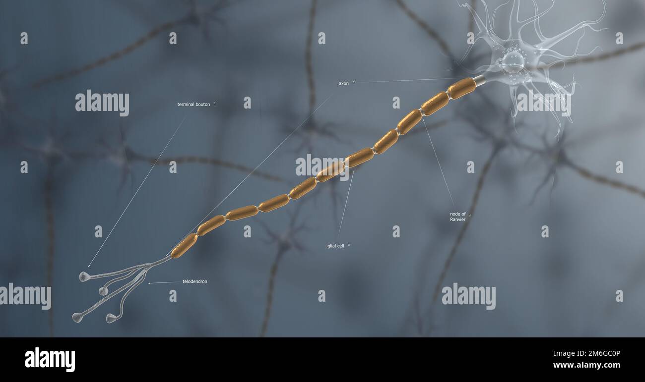 Brain fibers illustration hi-res stock photography and images - Alamy